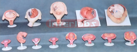 HUMAN PREGNANCY SERIES MODEL (13 PCS / SET)